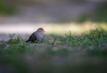 WordPress判断文章里是否有图片并调用-主题秀