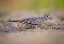 WordPress上传图片时自动将图片重命名为文章标题-主题秀