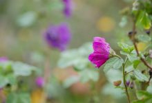 显示当前所有已注册的侧边栏和小工具名称-主题秀