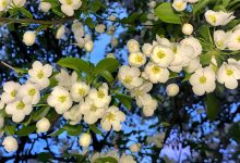 WordPress 常用函数 wpautop() 自动添加P标签-主题秀