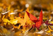 如何在WordPress中自动注销空闲用户-主题秀