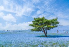 WordPress链接重定向跳转函数wp_redirect()-主题秀