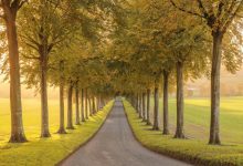 代码实现WordPress一键开启/关闭评论功能-主题秀