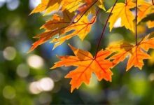 在WordPress主题中添加一个复制按钮-主题秀