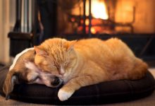 修改wordpress默认浏览阅读数量或点击量-主题秀